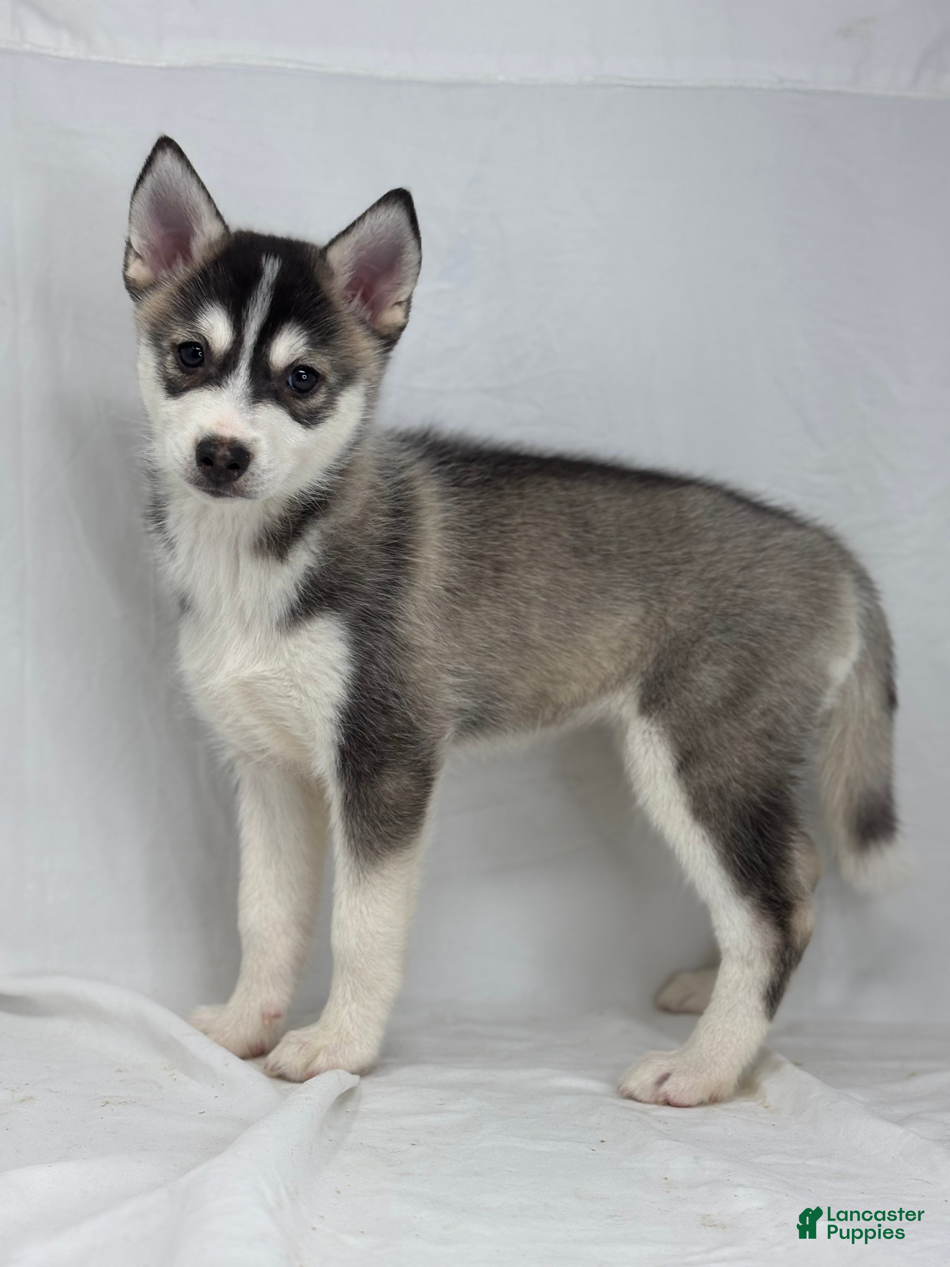 Pomsky dogs Camila  - Ad 2