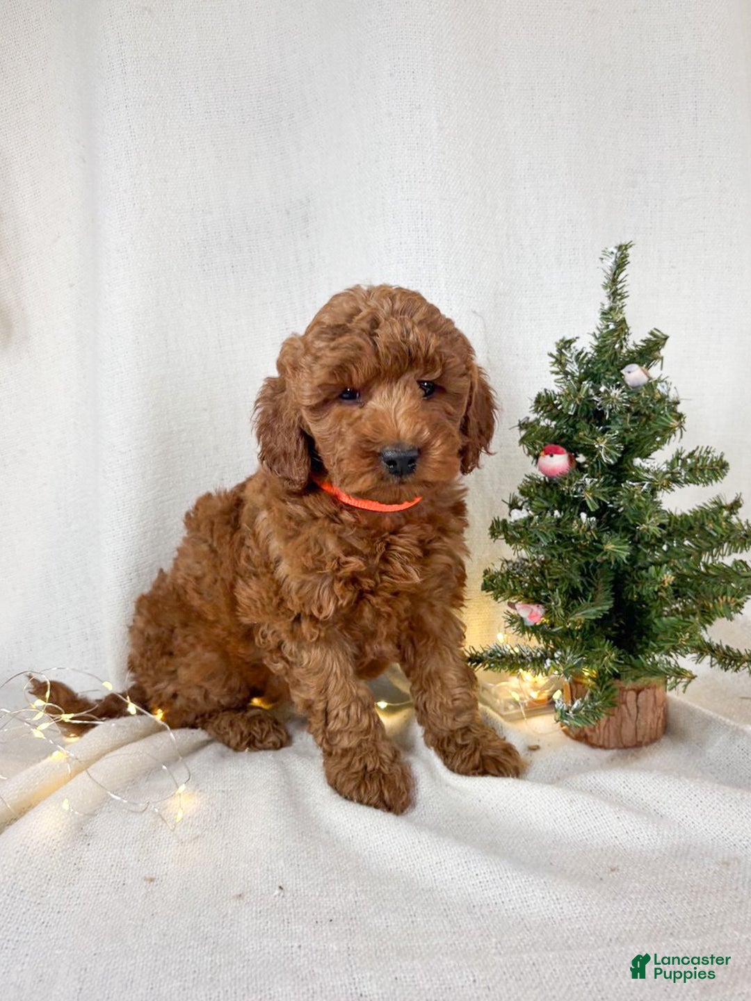 Goldendoodle dogs for sale: Penny - Ad 2