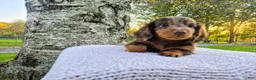 Miniature Dachshund dogs for sale: Remy  - Ad 40
