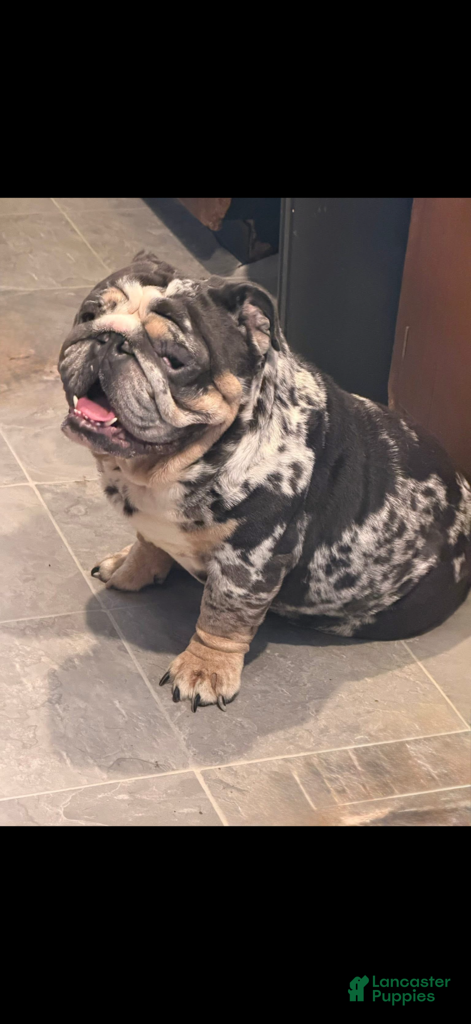 English Bulldog dogs Monty  - Ad 3
