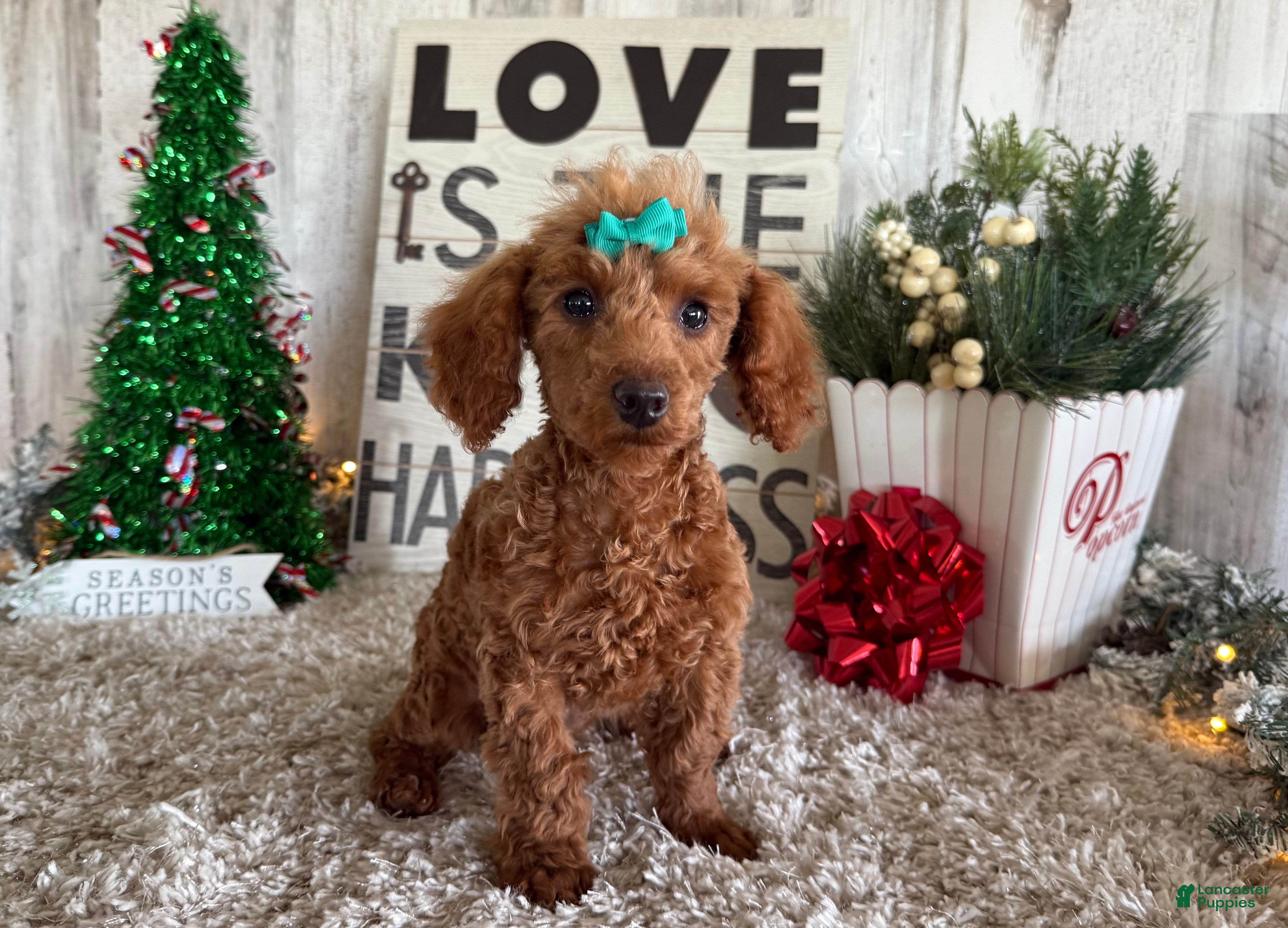 Toy Poodle dogs Pansy - Ad 17