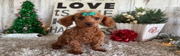 Toy Poodle dogs for sale: Pansy - Ad 1