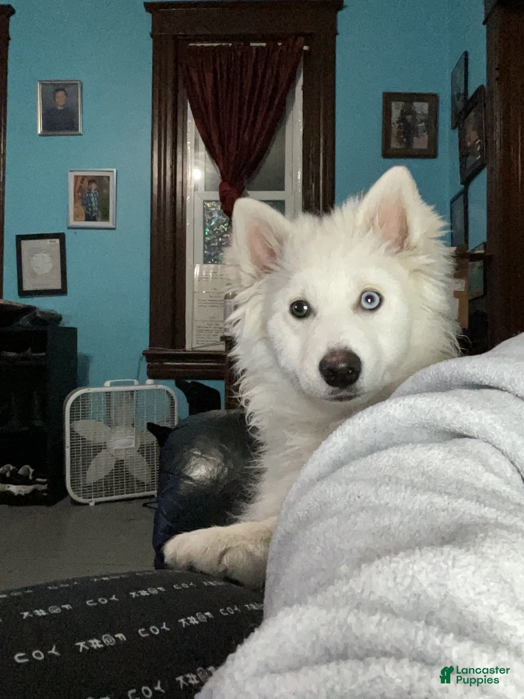 Pomsky dogs for sale: Marty - Ad 2