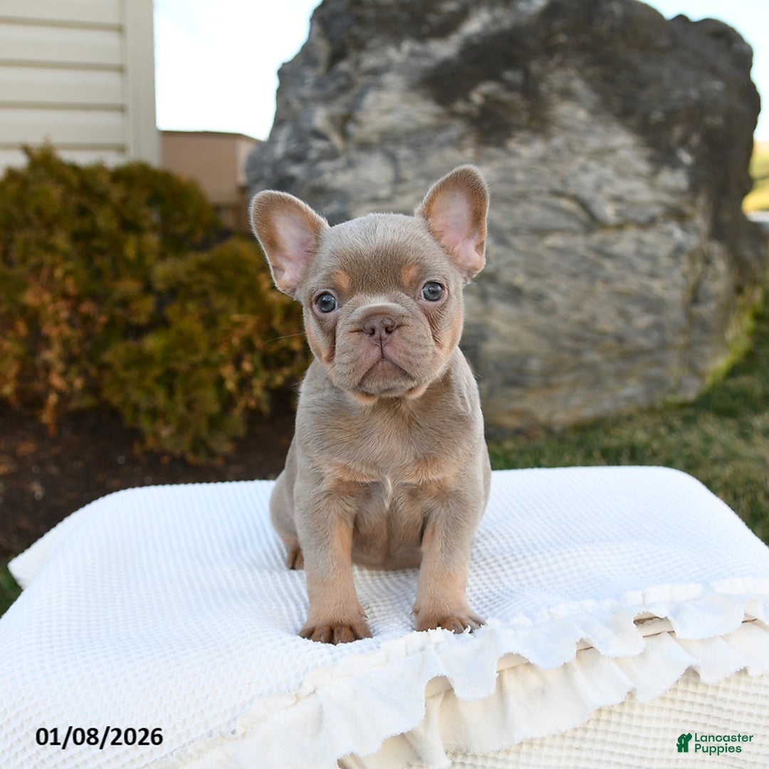 French Bulldog dogs for sale: Ivy - Ad 2