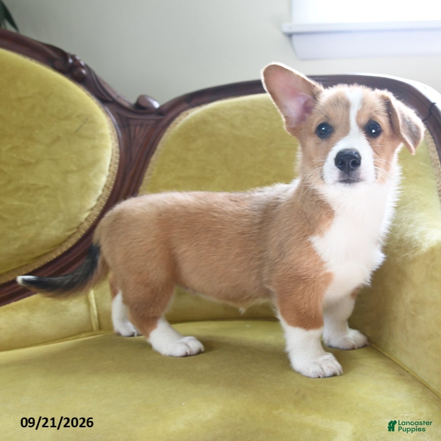 Welsh Corgi Pembroke dogs Callie - Ad 1
