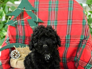 Cockapoo dogs Star - Ad 11