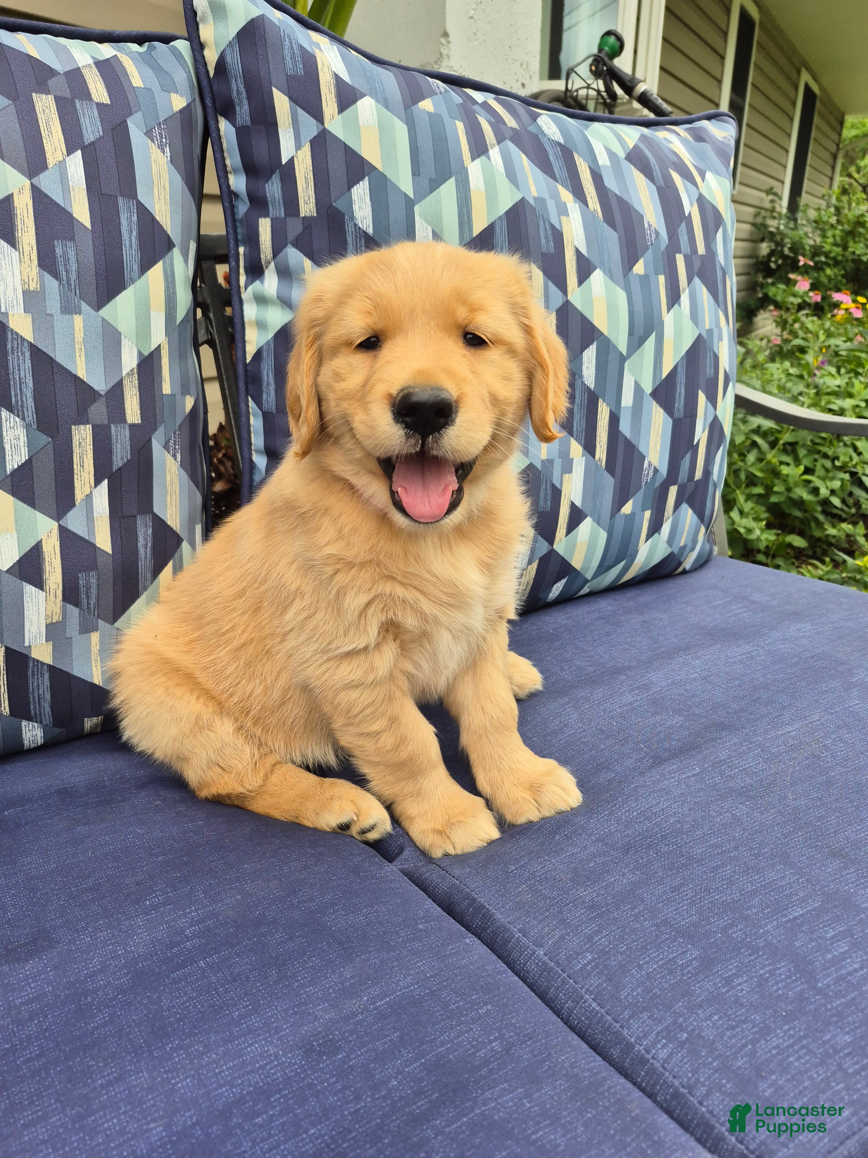 Golden Retriever dogs Golden Retriever 4 - Ad 1