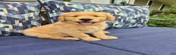 Golden Retriever dogs for sale: Golden Retriever 4 - Ad 1