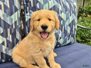 Golden Retriever dogs for sale: Golden Retriever 4 - Ad 1