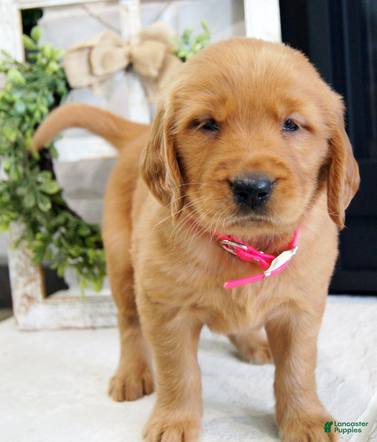 Golden Retriever dogs Sadie - Ad 2
