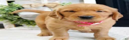 Golden Retriever dogs for sale: Sadie - Ad 2