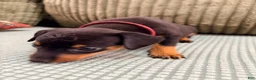 Miniature Pinscher dogs for sale: Luke - Ad 7