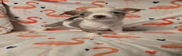 Chihuahua dogs for sale: Girl Merle - Ad 2