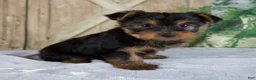 Yorkshire Terrier dogs for sale: Saige - Ad 4