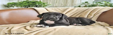Baxter