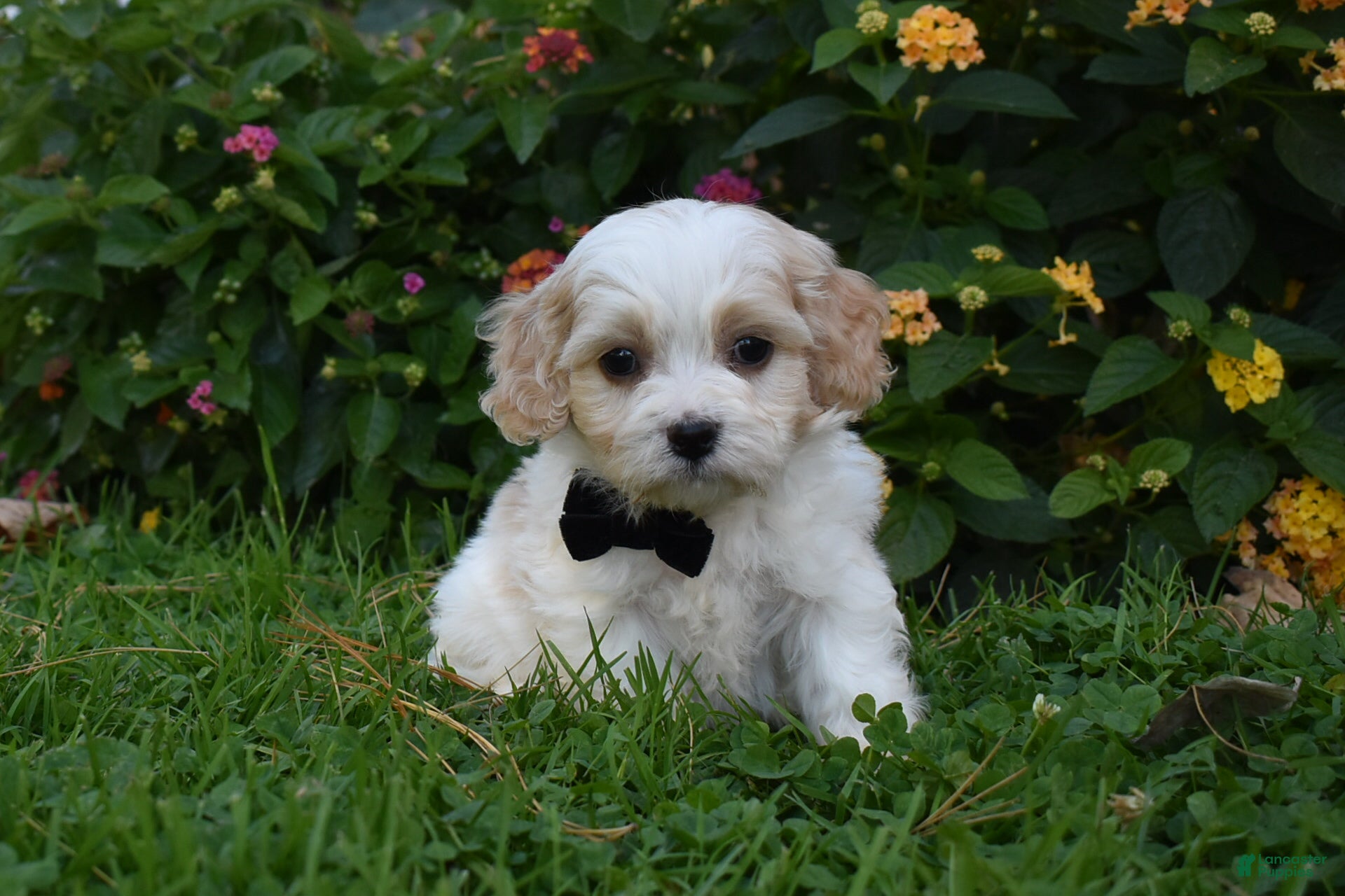 Cavachon dogs Cash - Ad 2