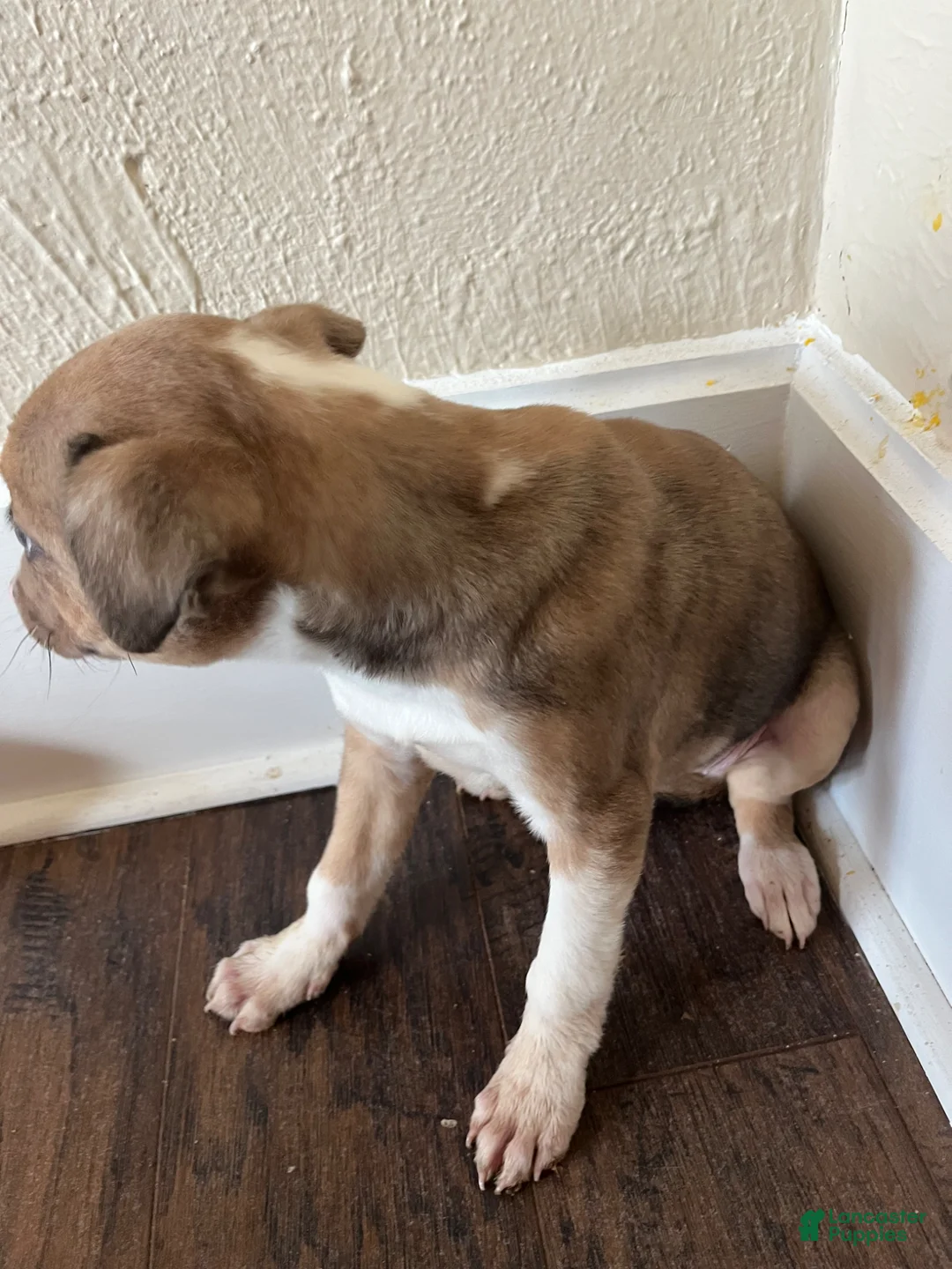 Mixed Breed dogs for sale: Alexis - Ad 2