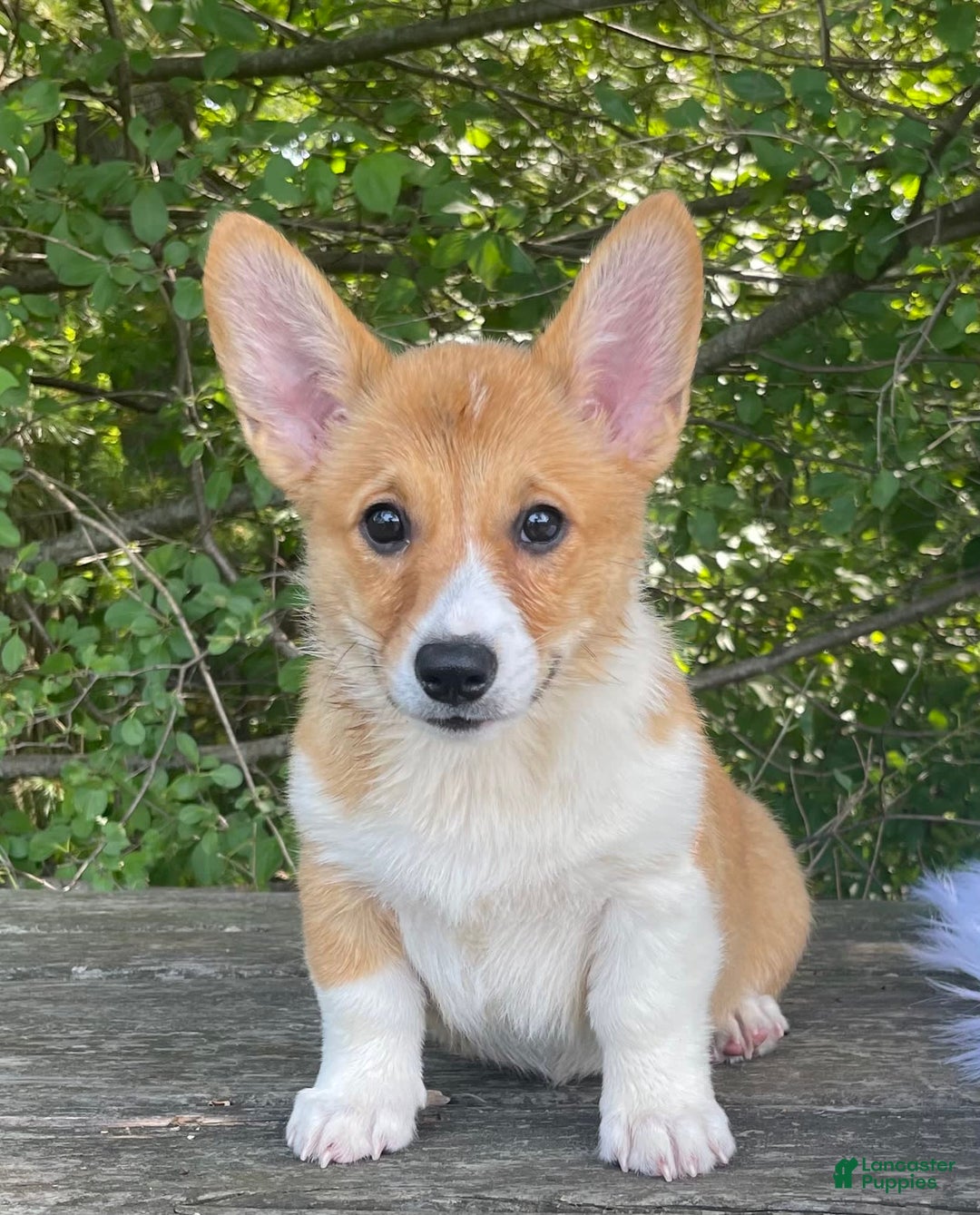 Gallery Image {{count}}