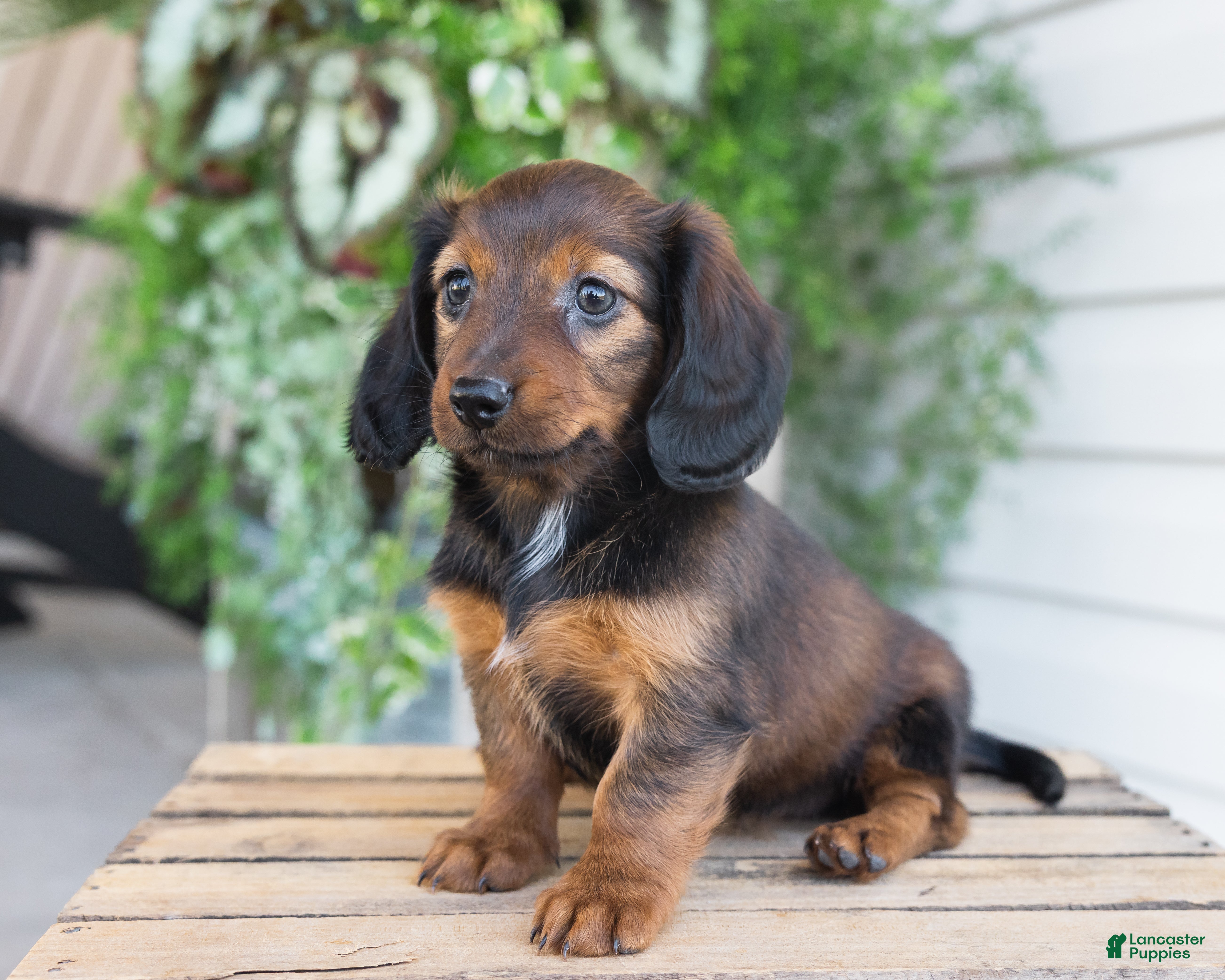 Dachshund dogs for sale: Holly  - Ad 3