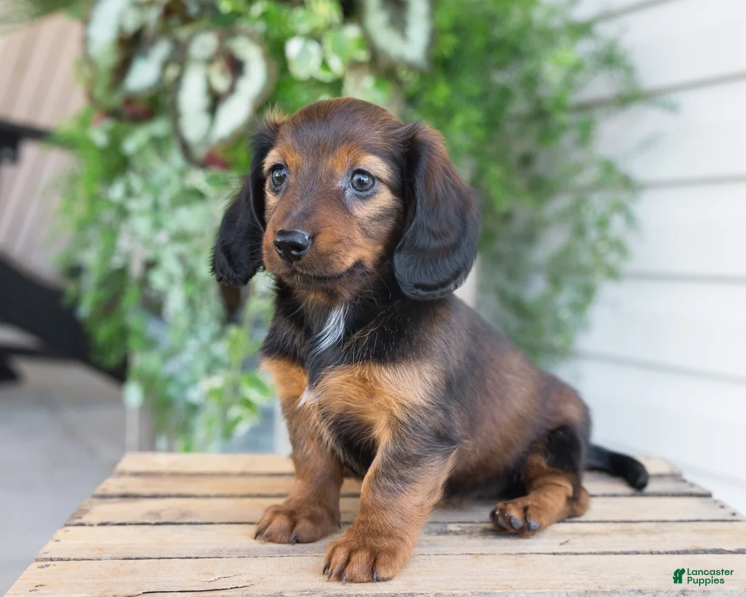 Dachshund dogs for sale: Holly  - Ad 1