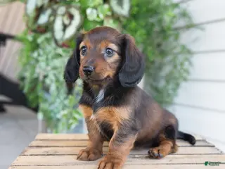 Dachshund dogs for sale: Holly - Ad 3