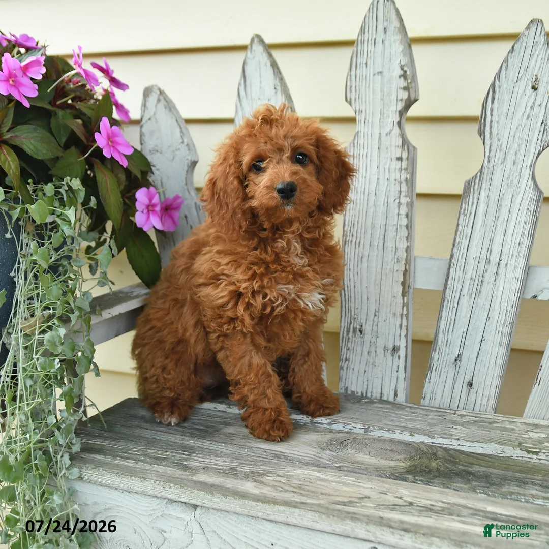 Aussiedoodle dogs for sale: Rosie - Ad 1