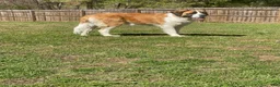 Saint Bernard dogs for sale: Bo - Ad 3