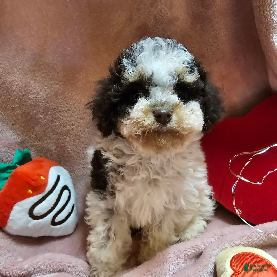 Cockapoo dogs for sale: Twinkle - Ad 4