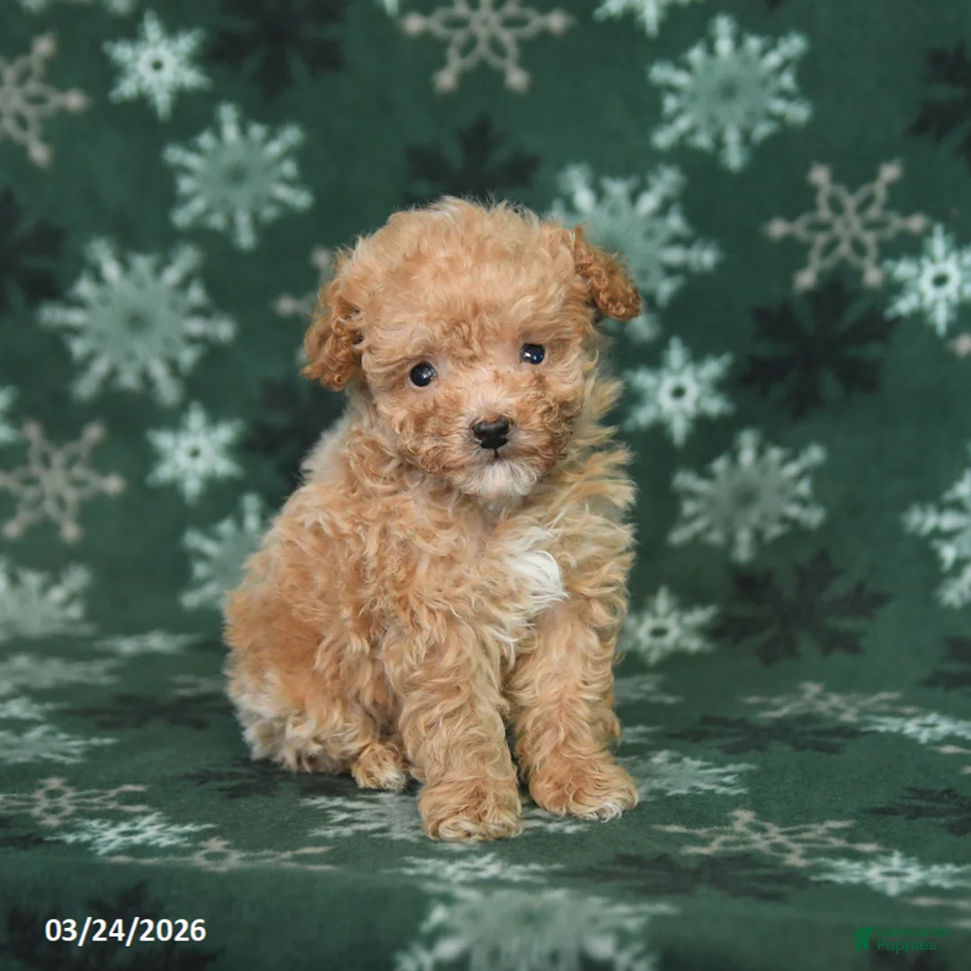 Toy Poodle dogs for sale: Tommy - Ad 1
