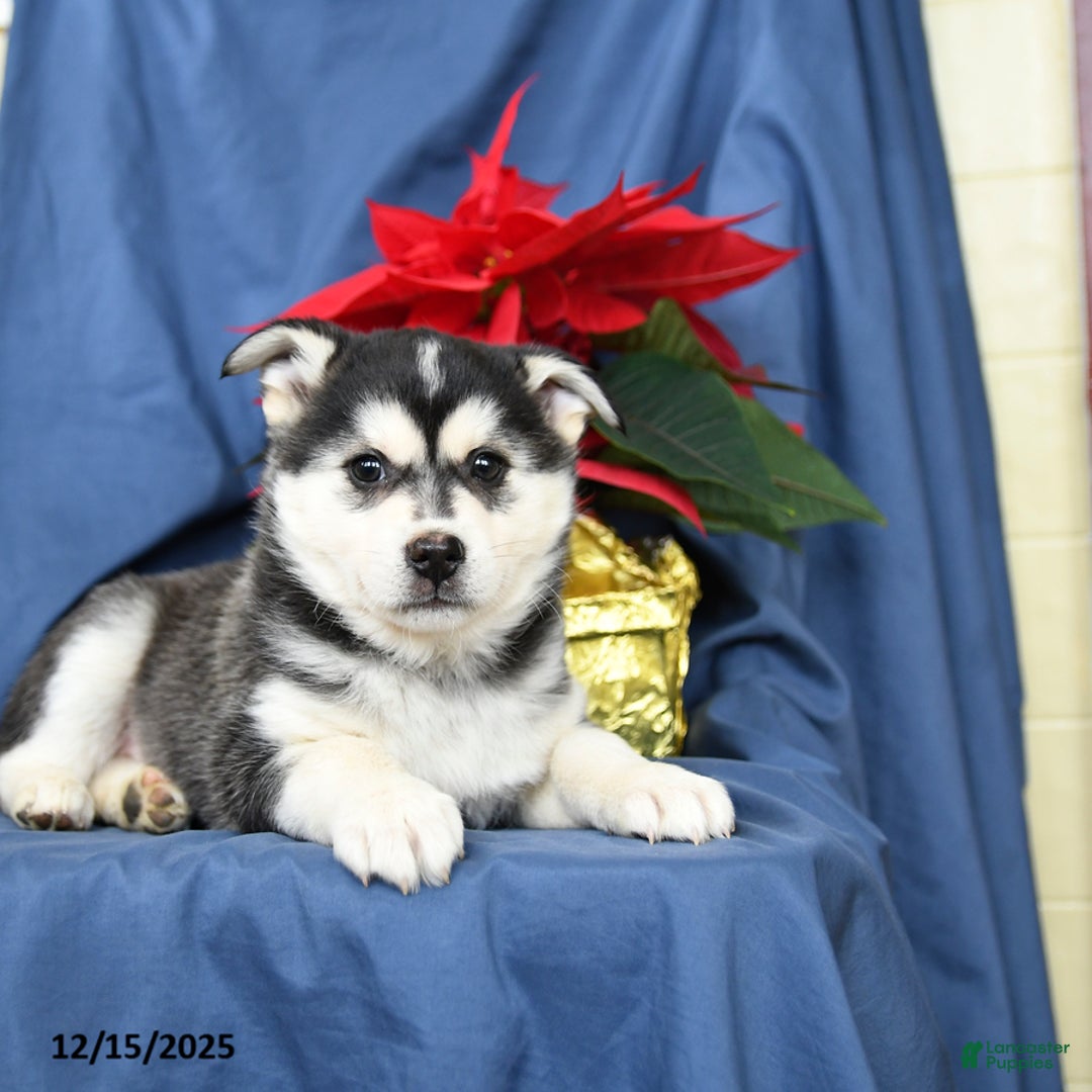 Mixed Breed dogs for sale: Cranberry - Ad 4