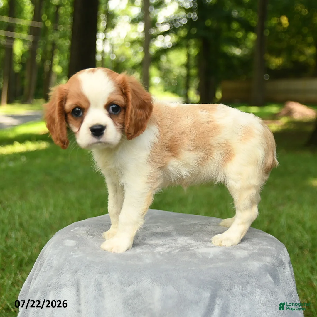 Cavalier King Charles Spaniel dogs for sale: Melanie - Ad 2