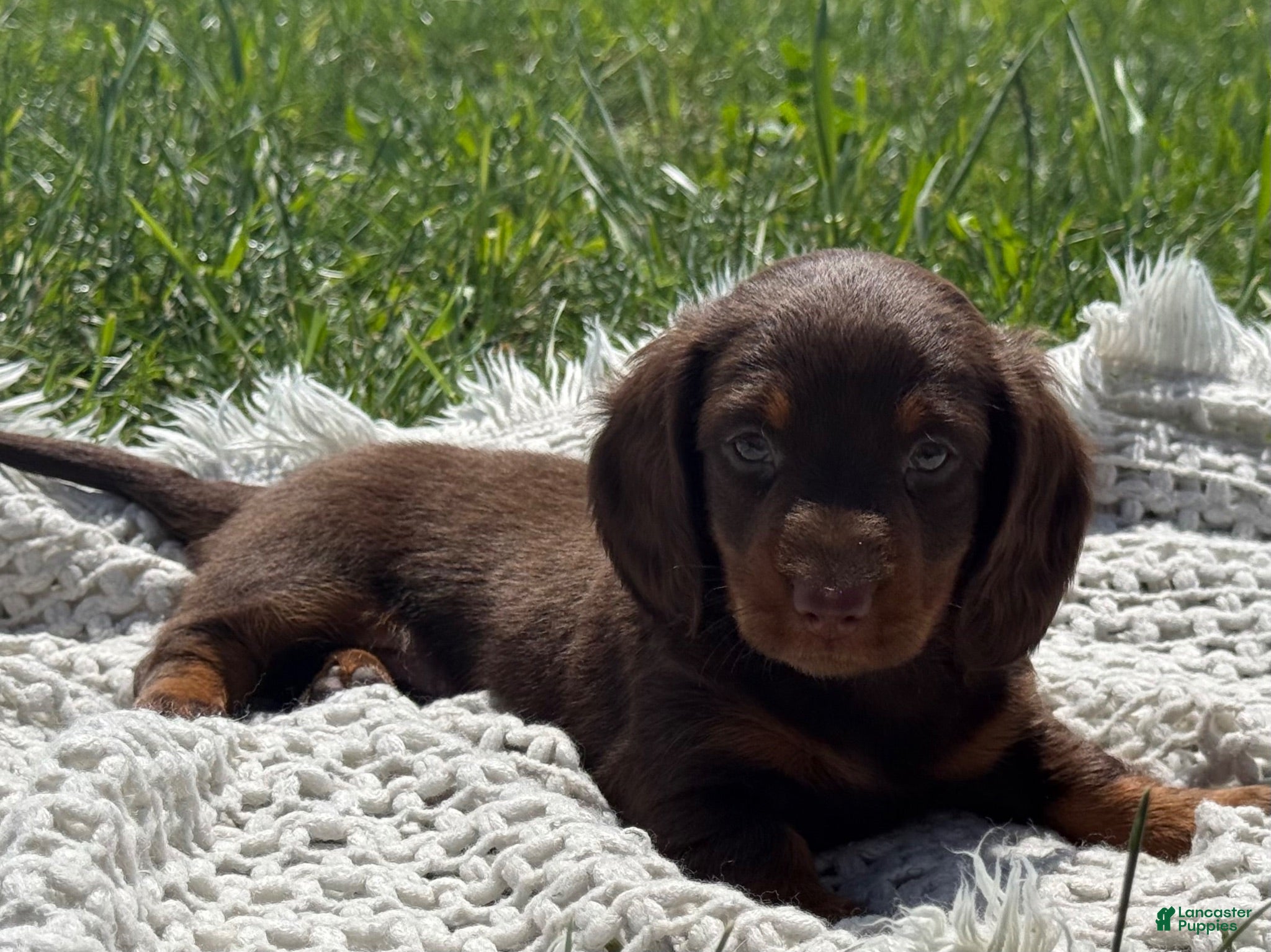 Miniature Dachshund dogs Garrett - Ad 2