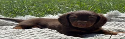 Miniature Dachshund dogs for sale: Garrett - Ad 2