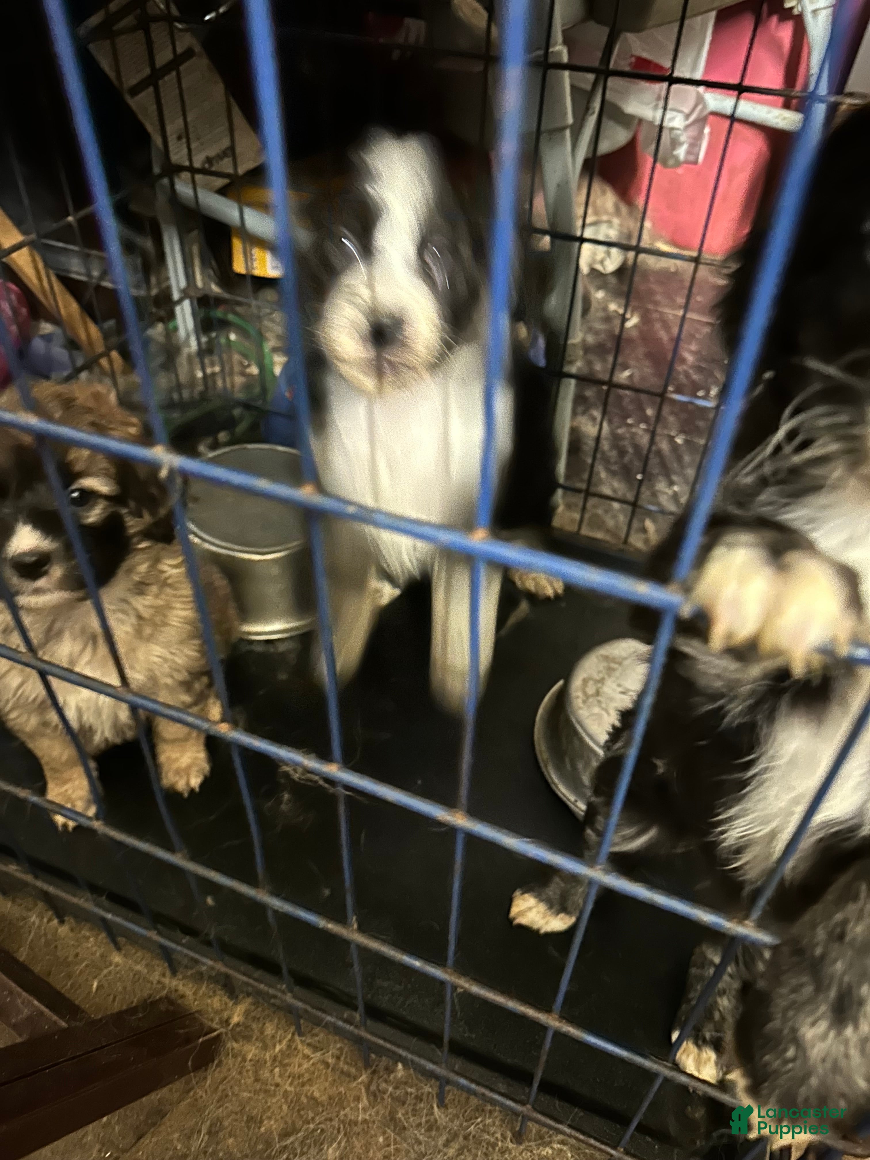 Aussiedoodle dogs Aussiedoodle Puppy 2 - Ad 28