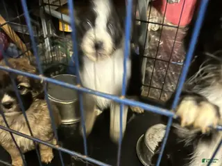 Aussiedoodle dogs Aussiedoodle Puppy 2 - Ad 28