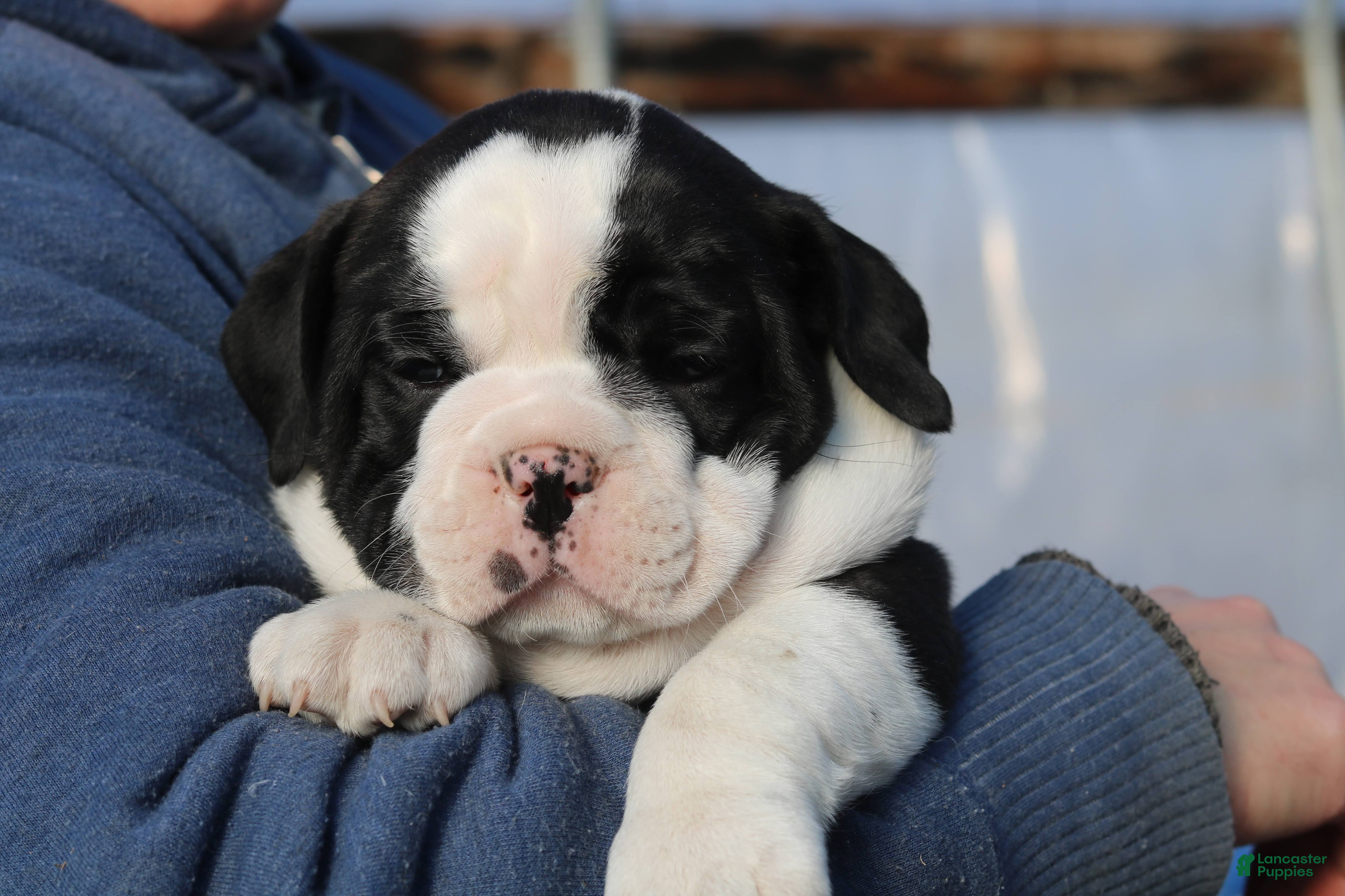 Mixed Breed dogs Splash - Ad 42