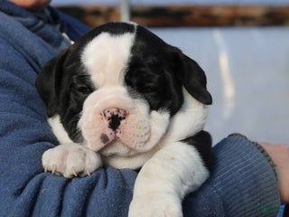 Mixed Breed dogs Splash - Ad 42