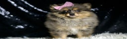 Pomeranian dogs for sale: Fluffy - Ad 3