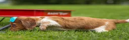 Miniature Dachshund dogs for sale: OLIVER - Ad 13