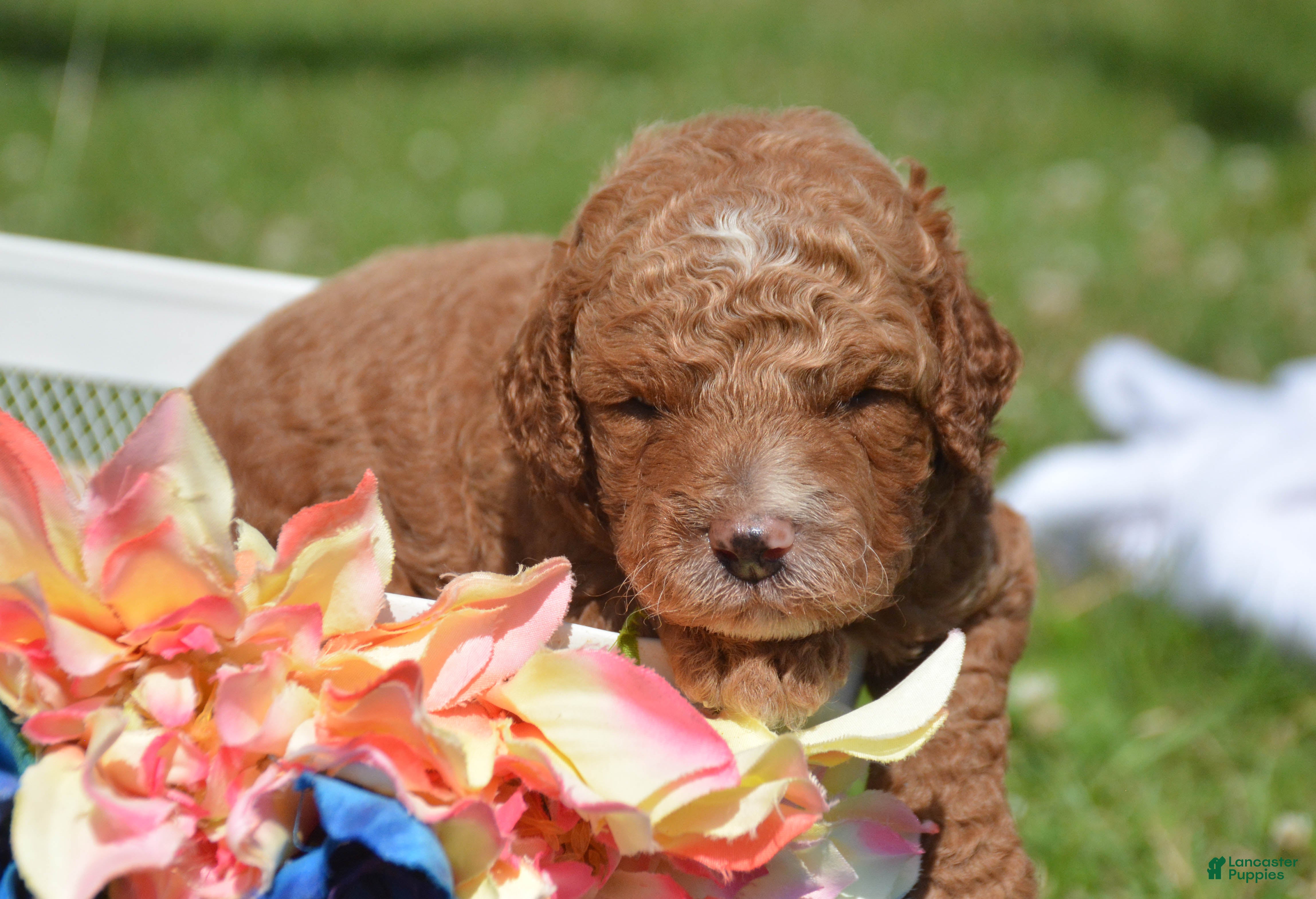 Mini Goldendoodle dogs Dusty Mini Goldendoodle 2 - Ad 4