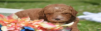 Dusty Mini Goldendoodle 2