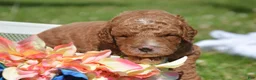 Mini Goldendoodle dogs for sale: Dusty Mini Goldendoodle 2 - Ad 1