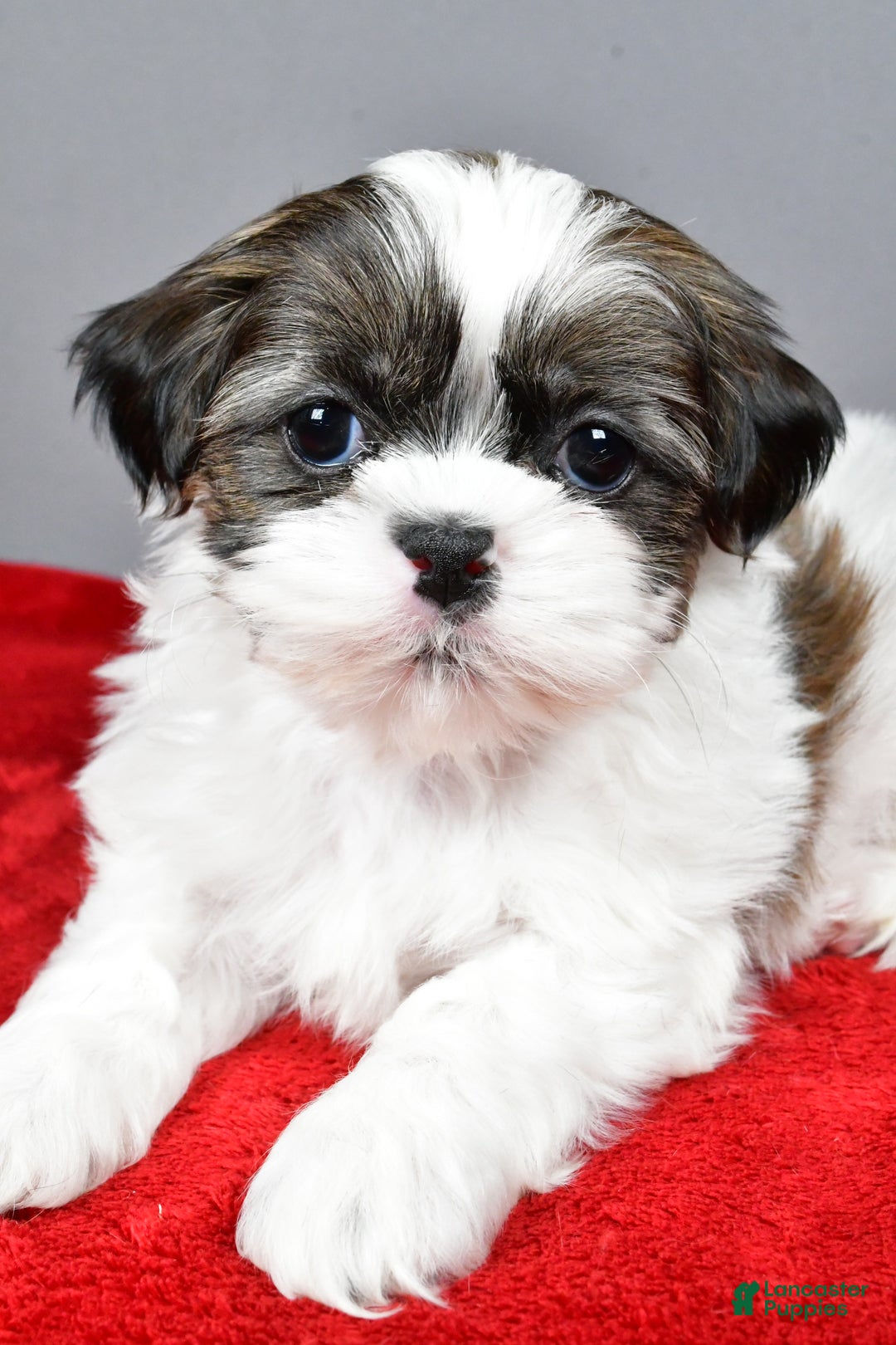 Shih Tzu dogs for sale: Ruger - Ad 6