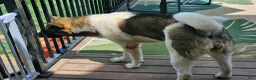 Akita dogs for sale: Akita 1 - Ad 2