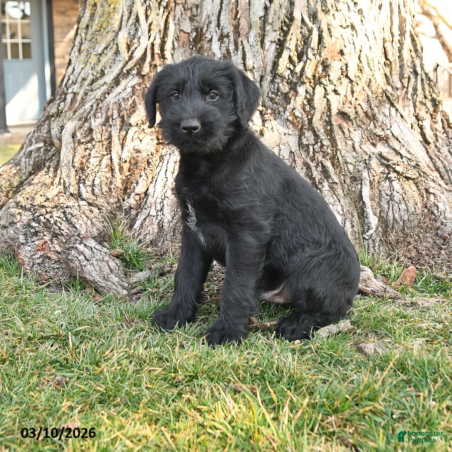 Schnauzer dogs Pauly - Ad 1