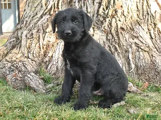 Schnauzer dogs for sale: Pauly - Ad 4