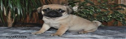 Puggle dogs for sale: Owen - Ad 2