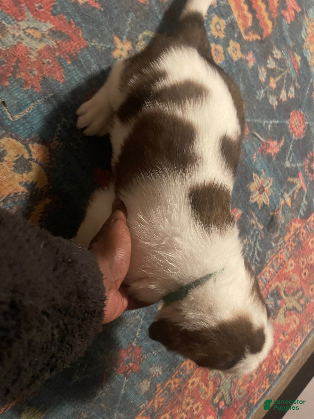 Saint Bernard dogs for sale: Saint Bernard Puppy 1 - Ad 3