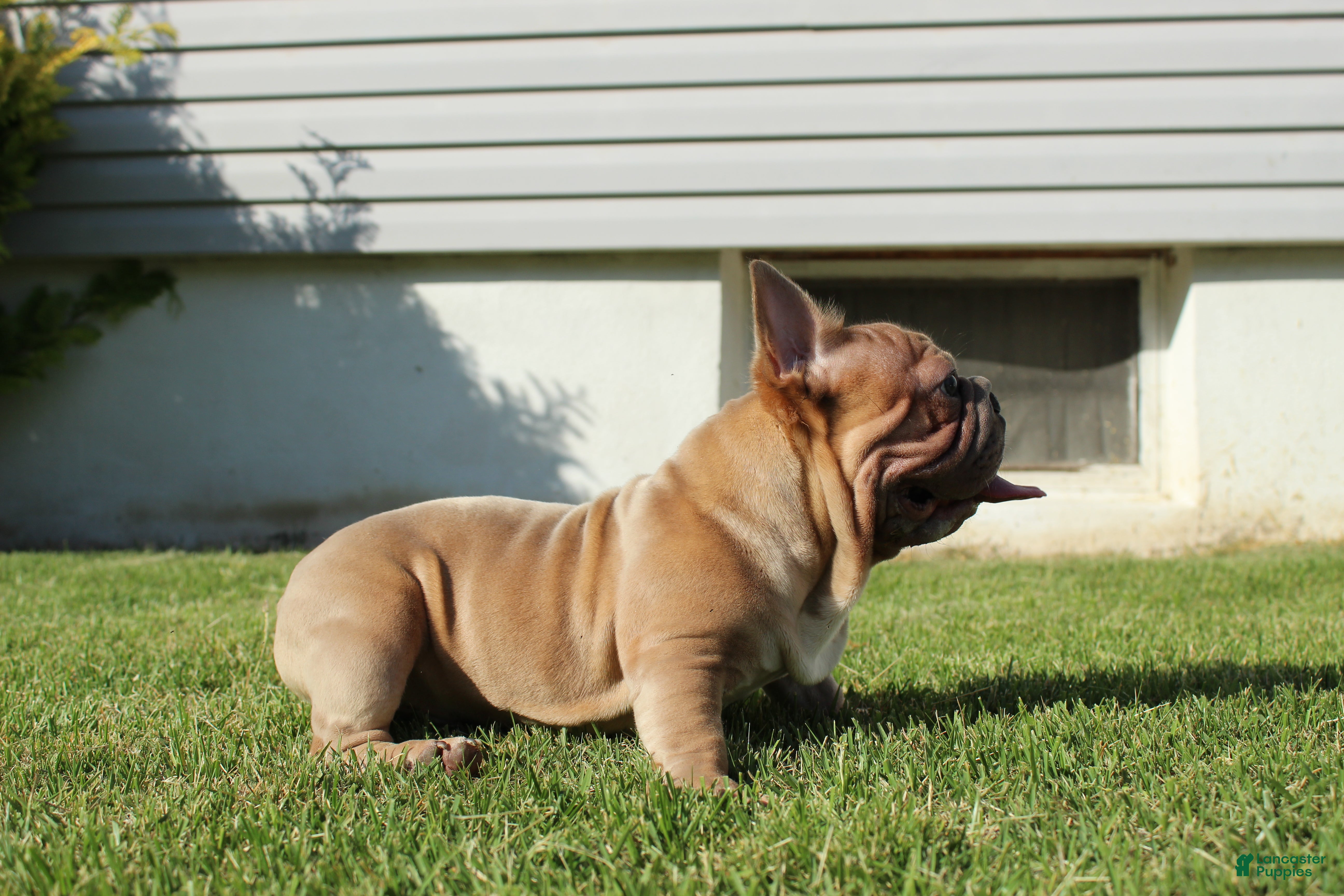 French Bulldog dogs French Bulldog Puppy 2 - Ad 2