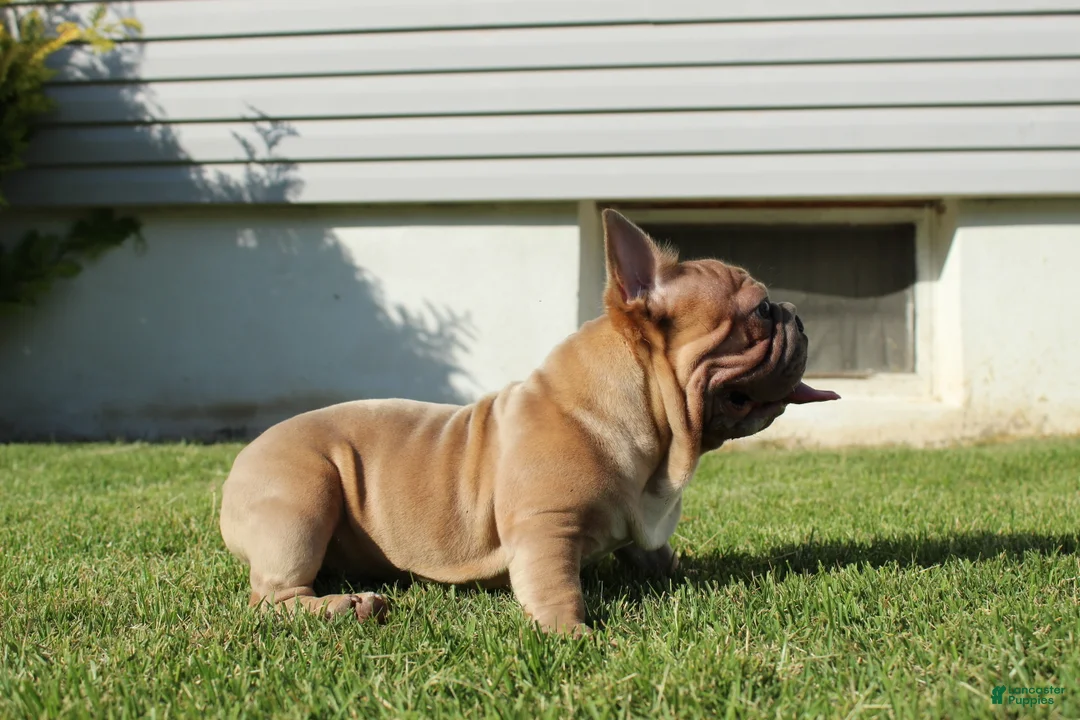 French Bulldog dogs for sale: French Bulldog Puppy 2 - Ad 2